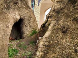 Музей внутри большого дерева. Истаравшан. Таджикистан